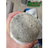 https://www.bchium.com/data/itemuse/thumb-1000037773_100x100.jpg